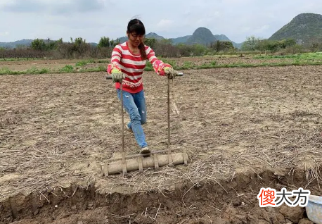 南方长在地下的水果 南方长在地上的水果