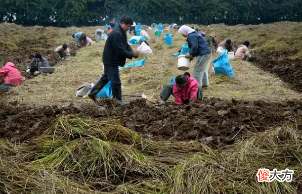 南方长在地下的水果 南方长在地上的水果