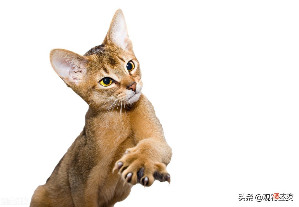 从猫咪在古代的名字可知 猫咪在古代的名字