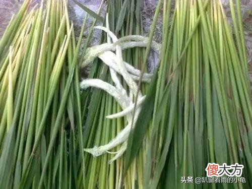 都要记得吃这6种美食 介绍一下你吃过的美食