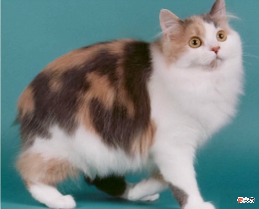 聪明的威尔士猫 威尔士猫图片
