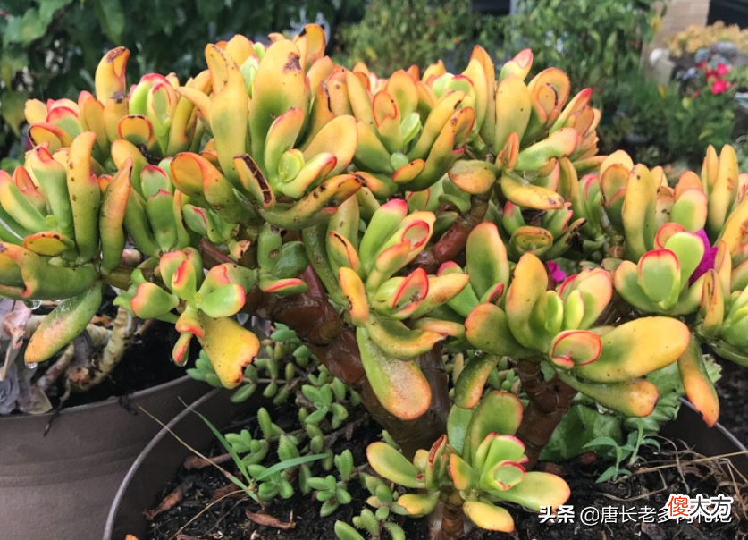 招财猫和吸财树 吸财树与招财猫