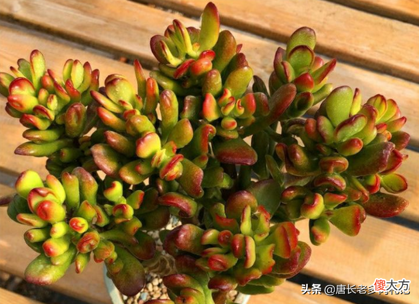 招财猫和吸财树 吸财树与招财猫