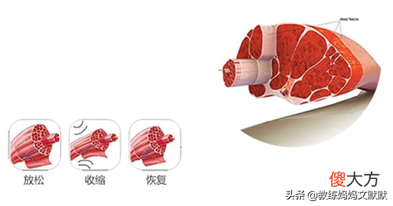 哪个牌子的mini筋膜枪更适合女生 mini筋膜枪什么牌子的好