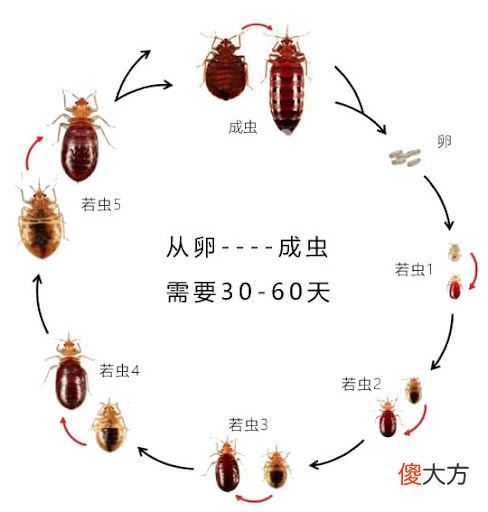 你的床单远比想象中的脏 很脏的床单