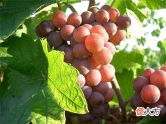 开个红酒加盟店需要多少资金 开红酒品牌加盟店要注意哪些方面