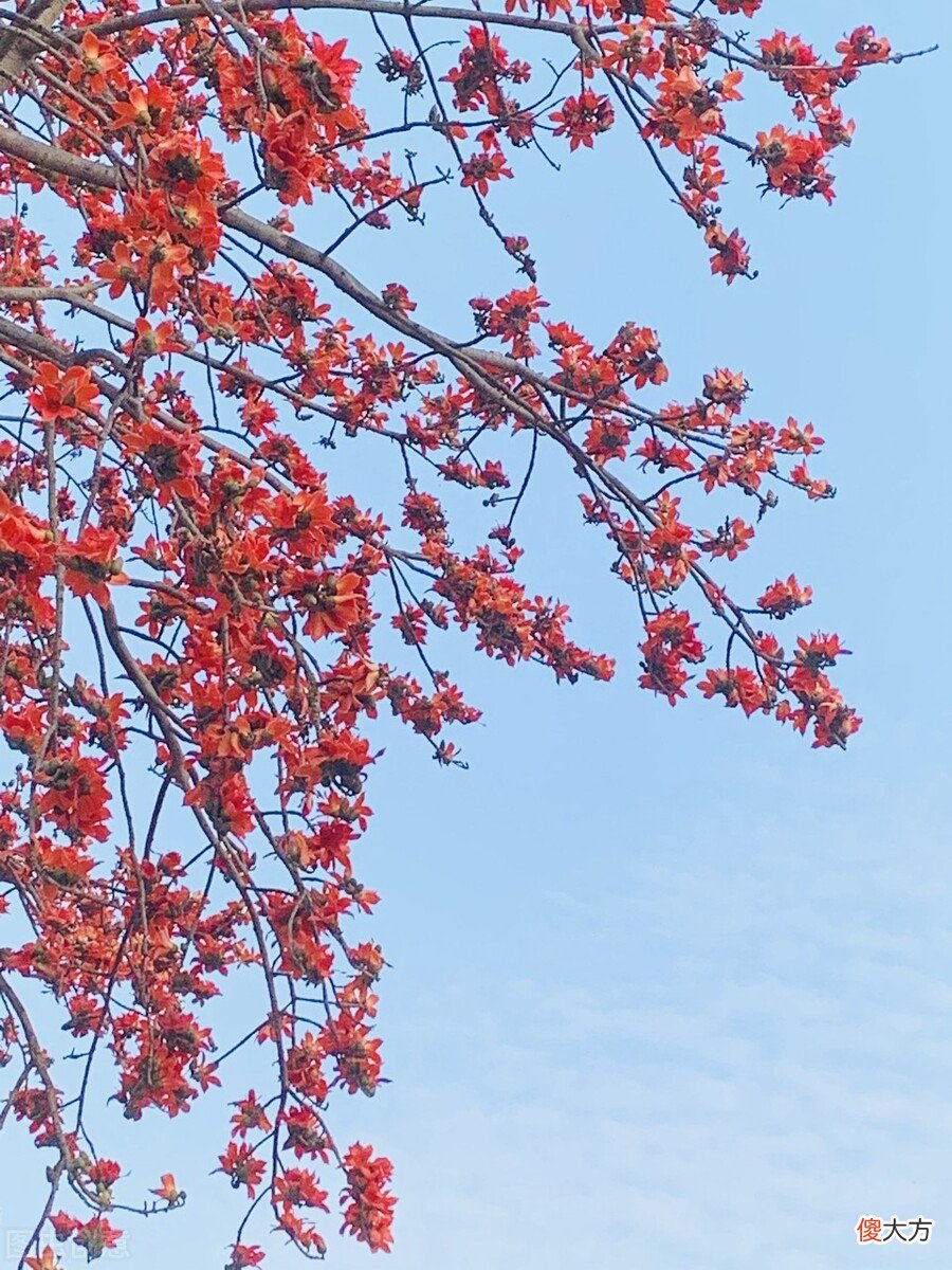 又是一年木棉花开 又到一年木棉花开