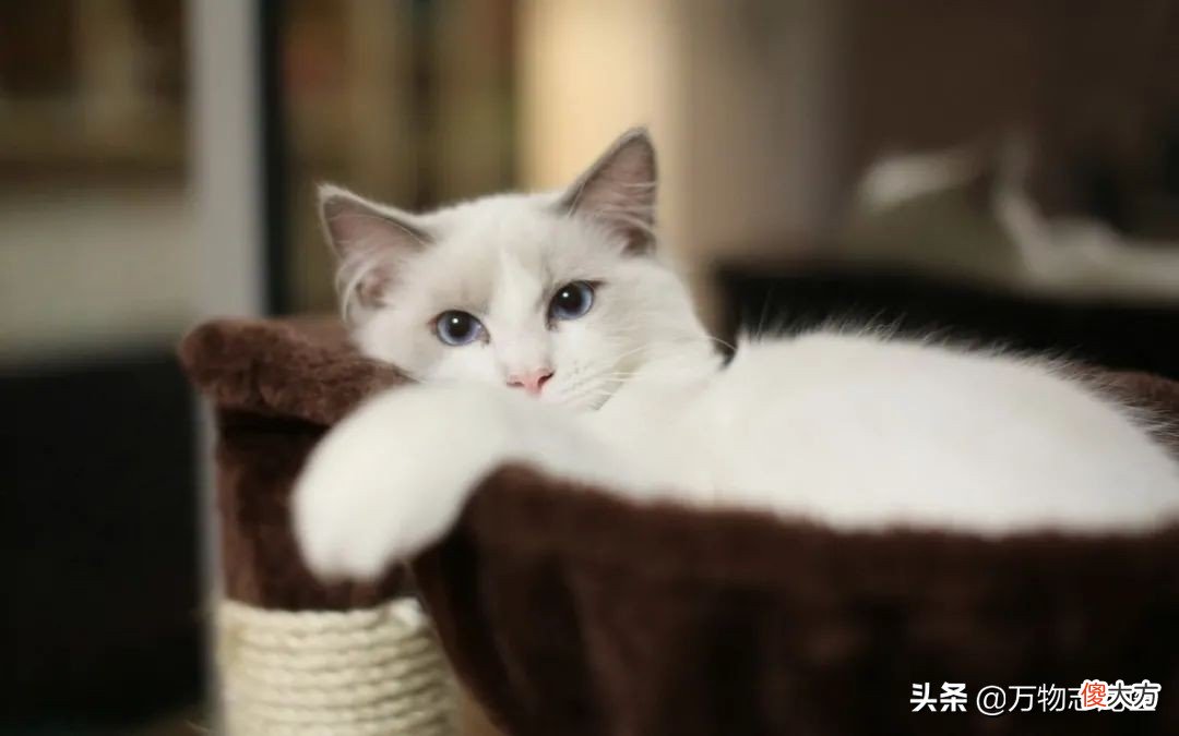 那些常见的猫咪品种大盘点 比较常见的猫咪品种