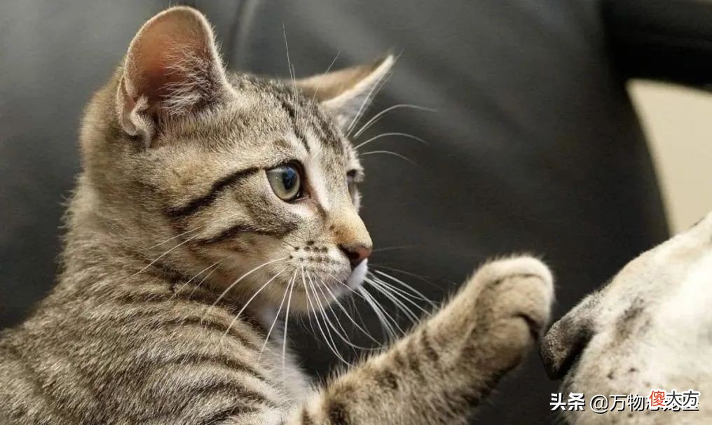 那些常见的猫咪品种大盘点 比较常见的猫咪品种