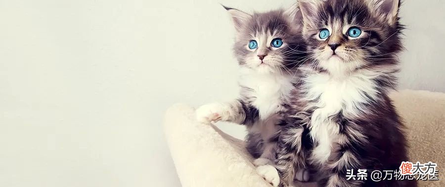那些常见的猫咪品种大盘点 比较常见的猫咪品种