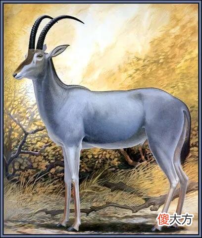 世界上十二种颜色华丽的动物 颜色漂亮的动物