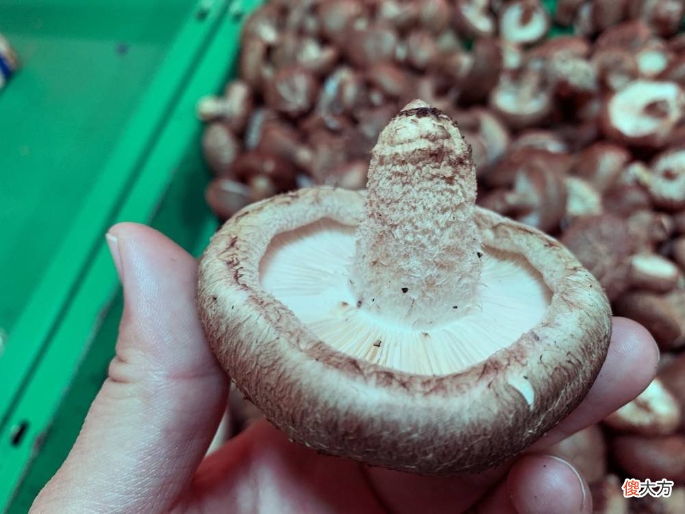 买香菇挑大还是挑小 香菇选大的好还是小的好