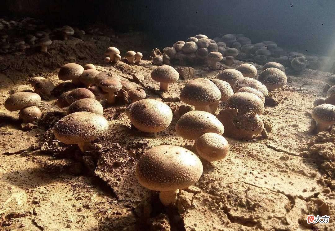 买香菇挑大还是挑小 香菇选大的好还是小的好