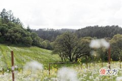 波尔多红酒哪个品牌口感好? 波尔多干红葡萄酒怎么样