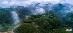 四川藏茶的前世今生 四川藏茶特点