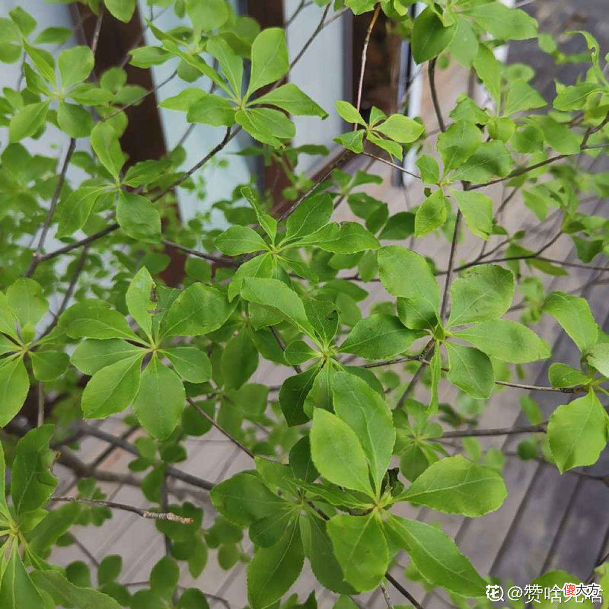 最近流行的简约风绿色 绿色 简约