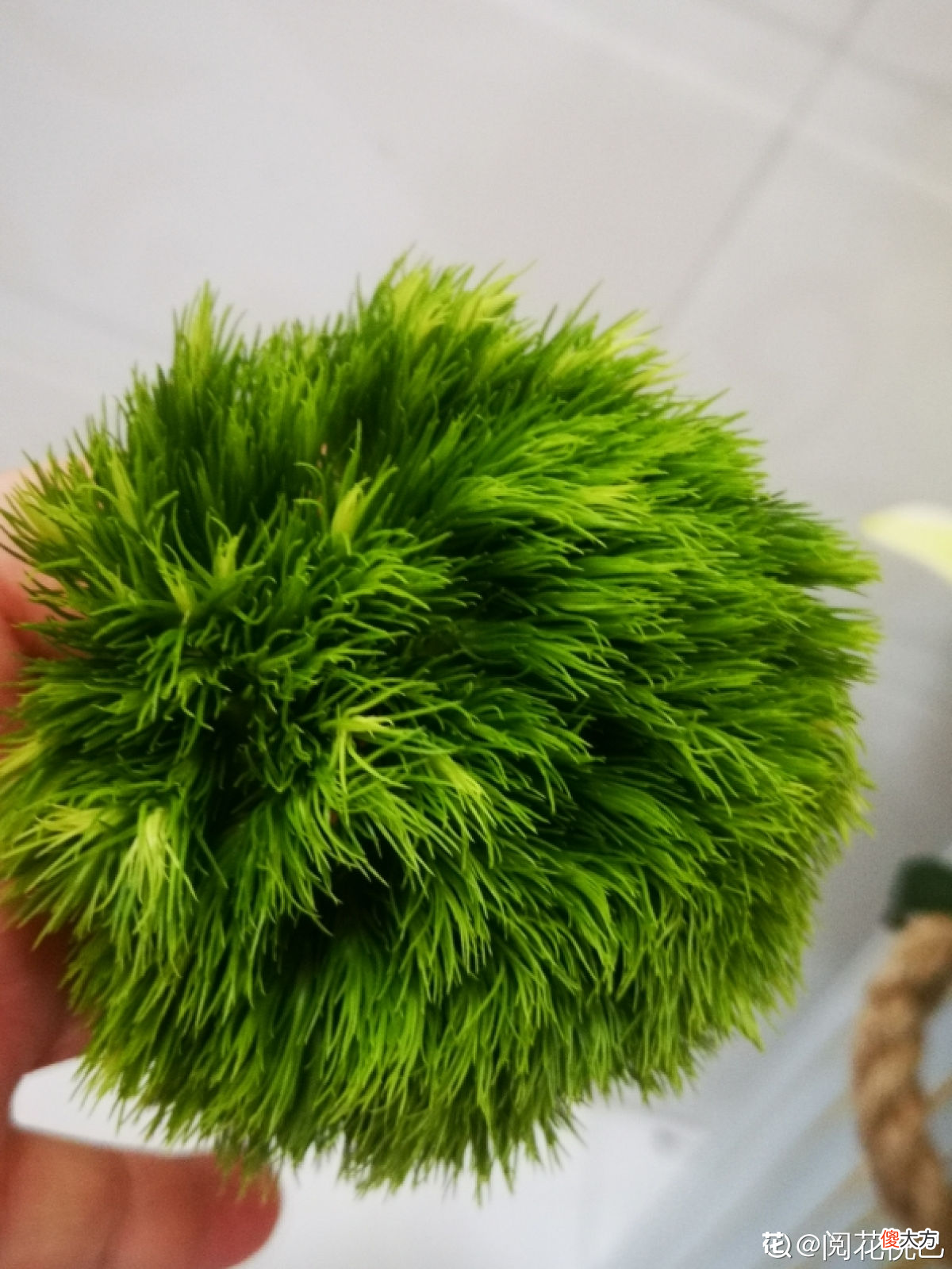 最近流行的简约风绿色 绿色 简约