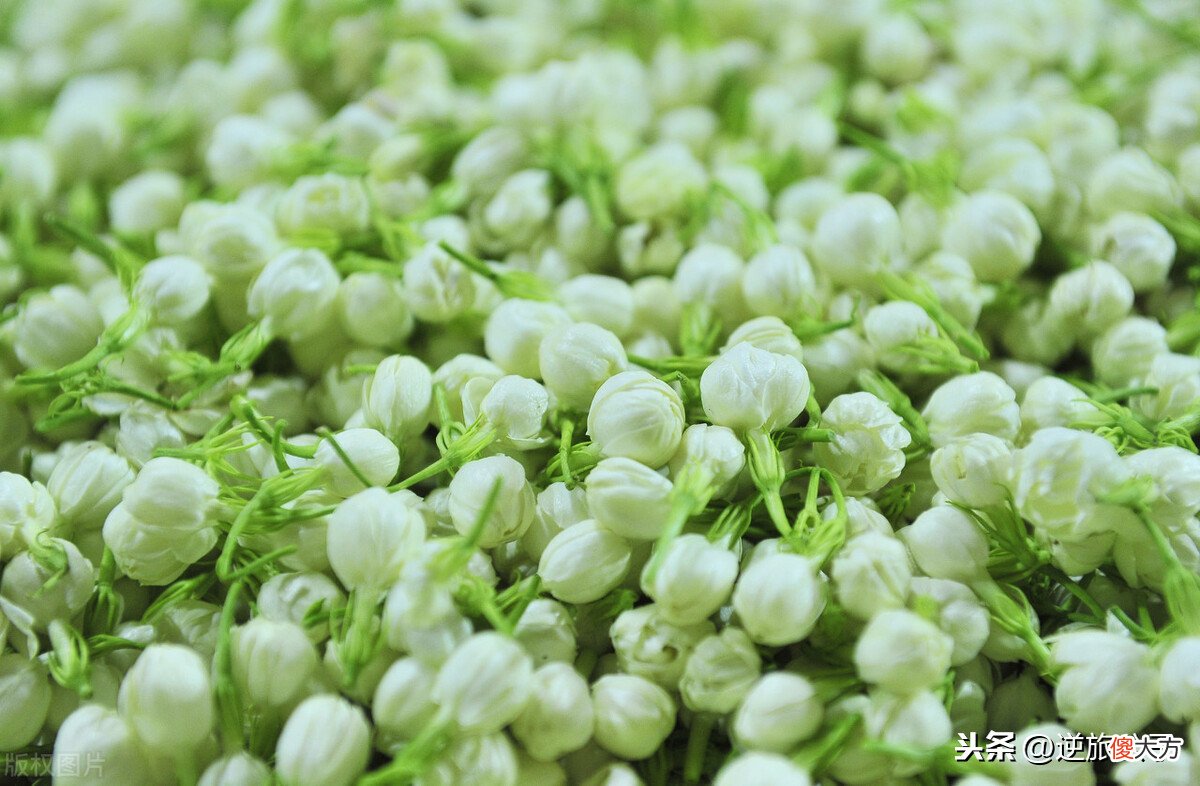常喝的茉莉花茶 总喝茉莉花茶