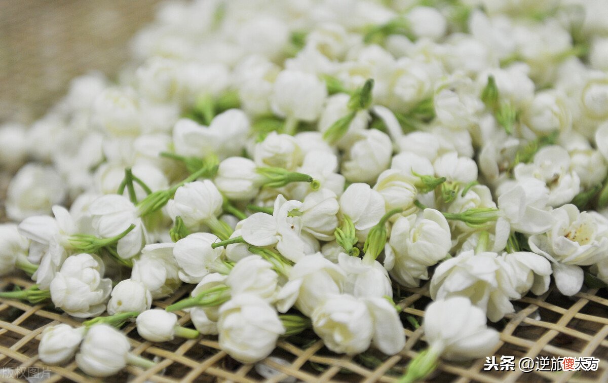 常喝的茉莉花茶 总喝茉莉花茶