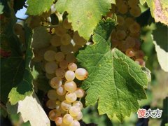 红酒加盟品牌前十 红酒加盟需要投资多少钱