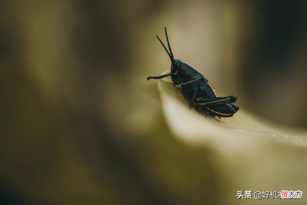 手机和相机的区别在哪里 相机跟手机的区别