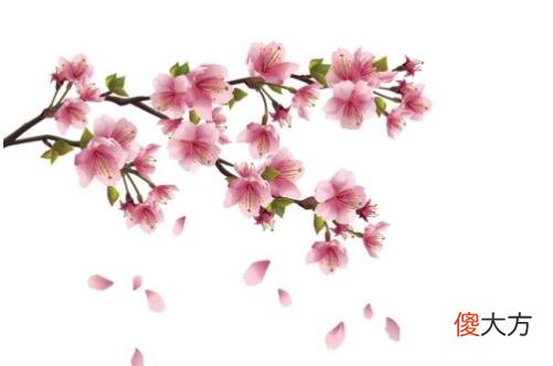 属羊人的桃花贵人是谁