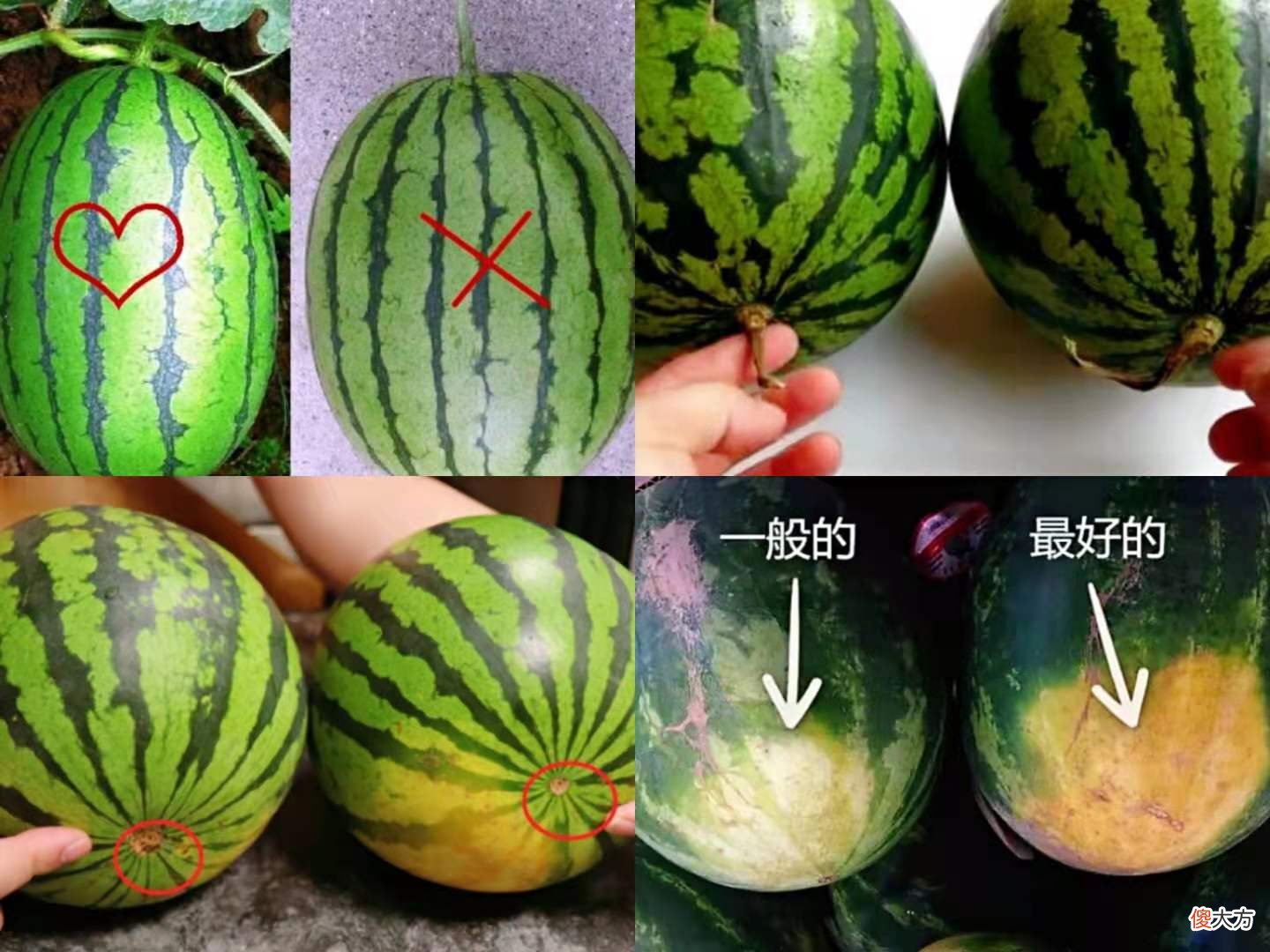 三伏天流汗多，不差钱的话这5种碱性水果要多吃，消暑解渴还解乏