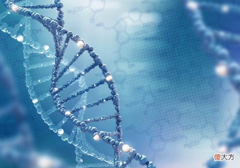 科学家提出大胆设想：人体第17号染色体上，有上帝留下的禁令