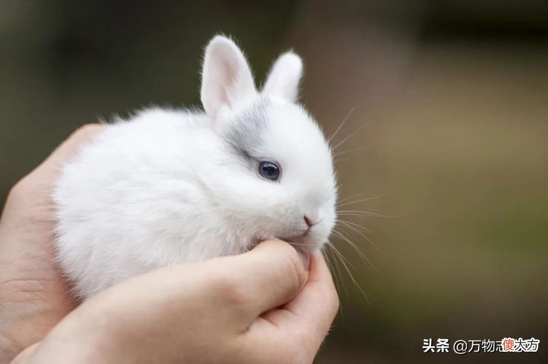 兔子的尾巴长不了 兔子的尾巴长不了造句