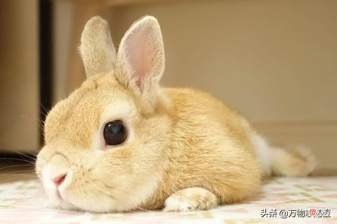 兔子的尾巴长不了 兔子的尾巴长不了造句