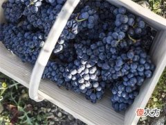 红葡萄酒的颜色 葡萄酒色是什么颜色