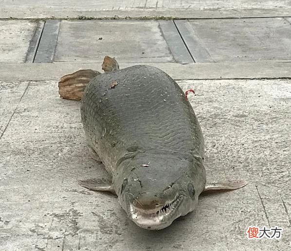 什么都吃的广东人 广东人什么都吃嘛