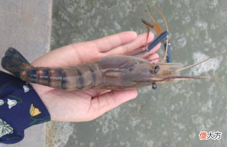 吃货看到后流口水 吃货流口水表情