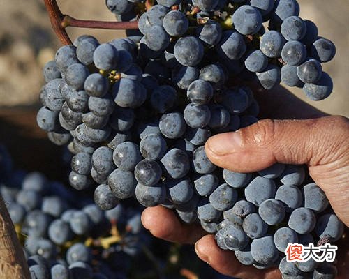 如何选法国葡萄酒等级 法国葡萄酒品牌前十名