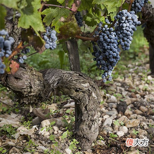 进口红酒代理生意怎么做 广州红酒代理加盟招商
