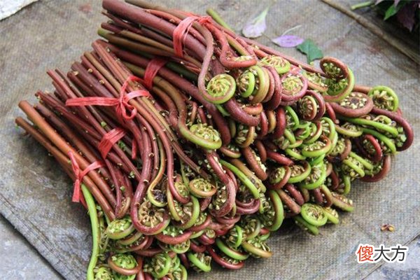 农村常见又好吃的野菜 农村好吃的野菜有哪些