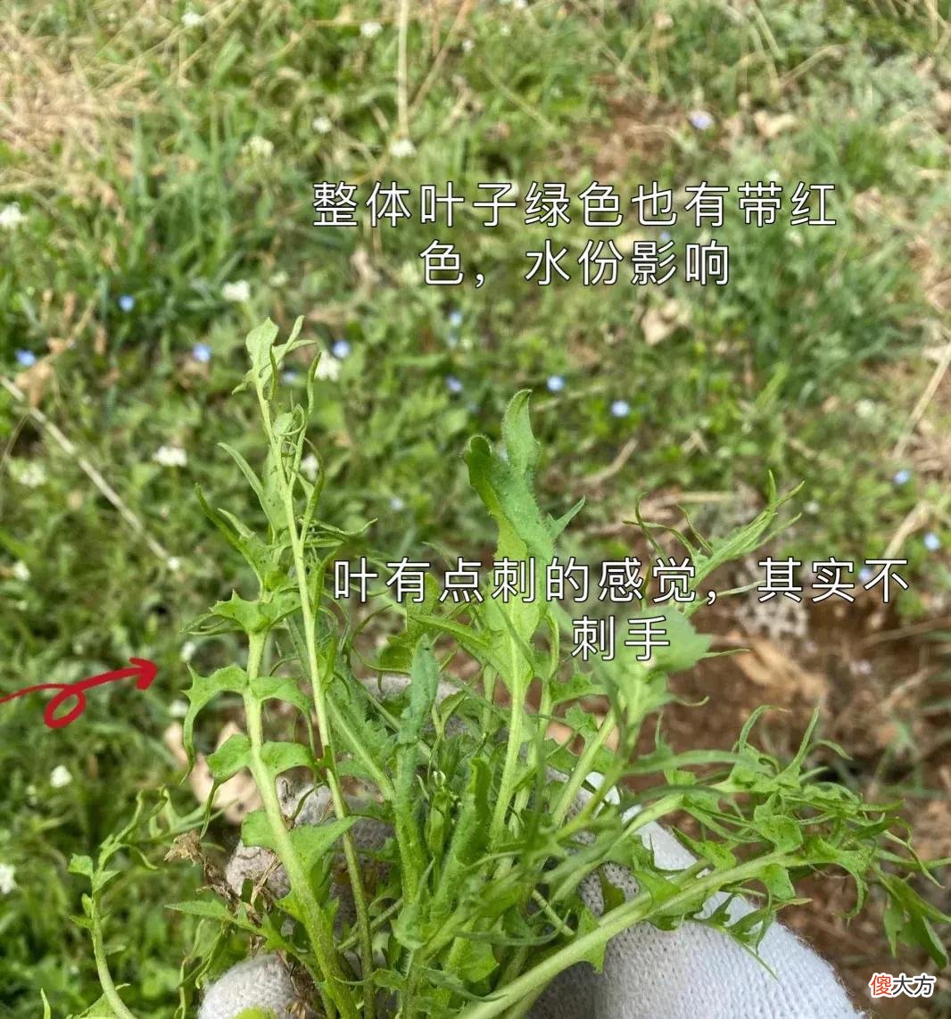 如何判断是不是荠菜 如何分辨是不是荠菜