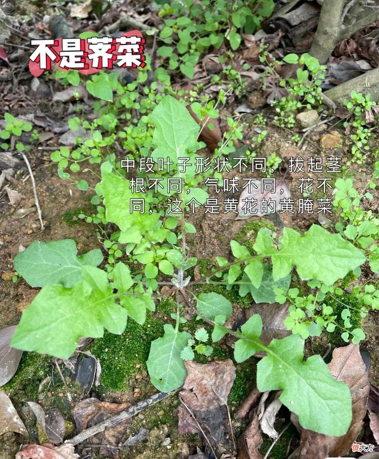 如何判断是不是荠菜 如何分辨是不是荠菜