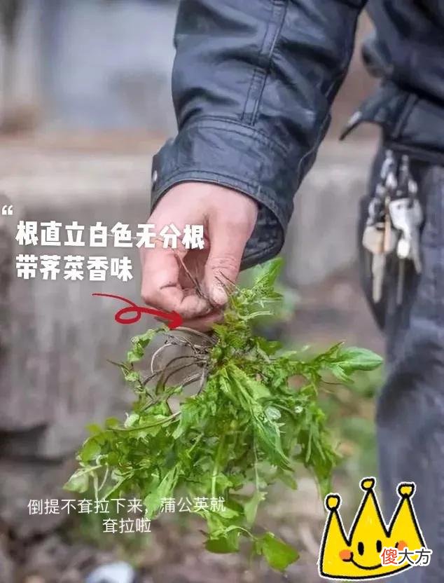 如何判断是不是荠菜 如何分辨是不是荠菜