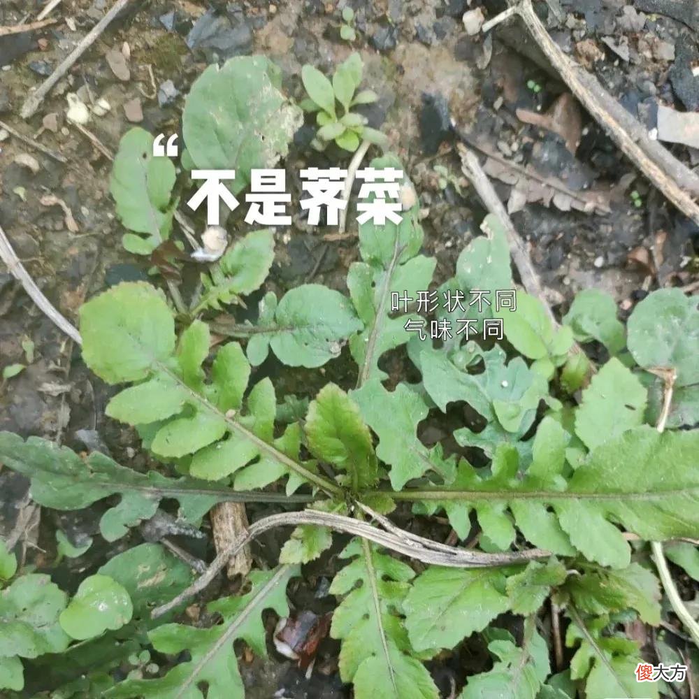 如何判断是不是荠菜 如何分辨是不是荠菜
