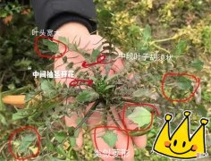 如何判断是不是荠菜 如何分辨是不是荠菜