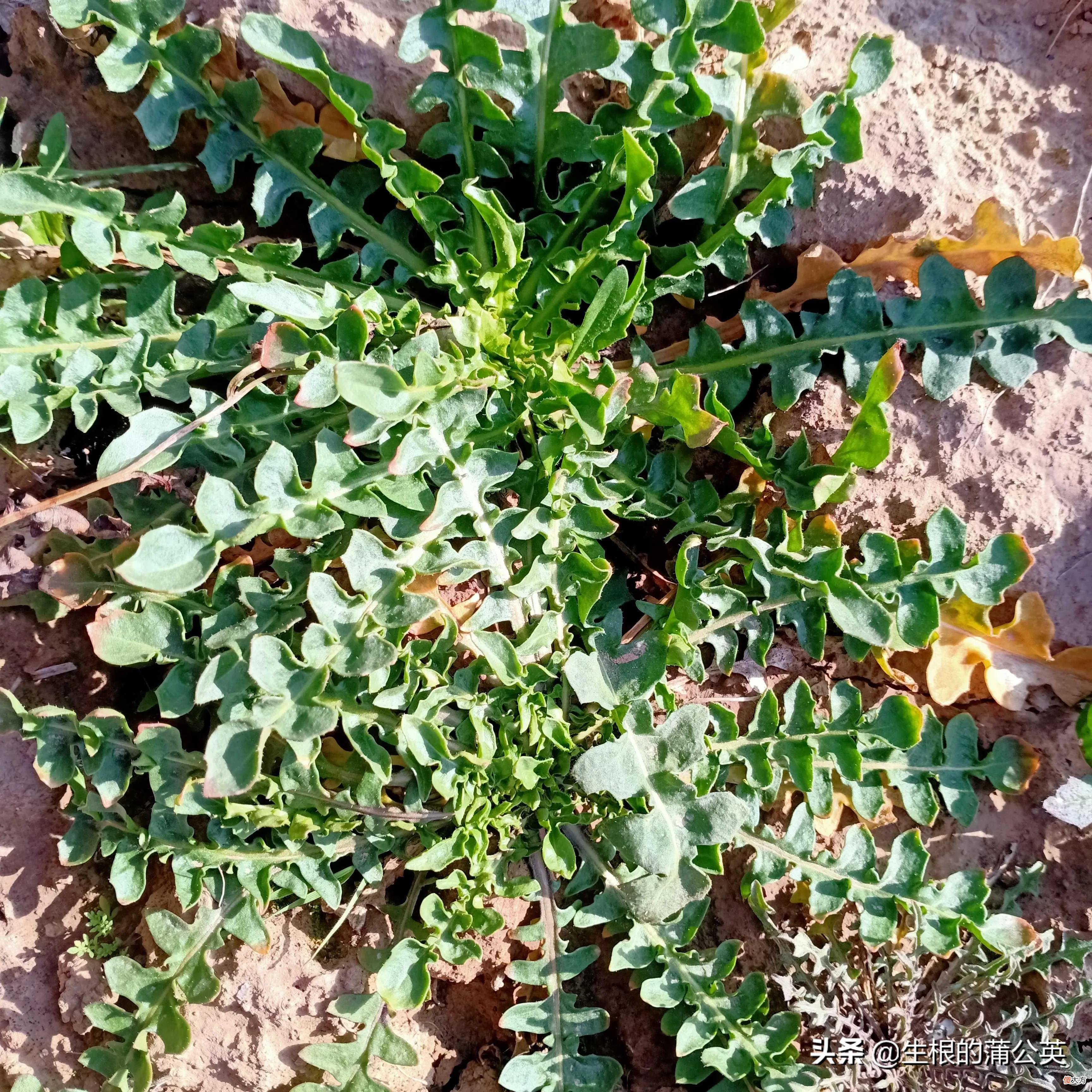红花荠菜和白花荠菜 红花荠菜和白花荠菜图片