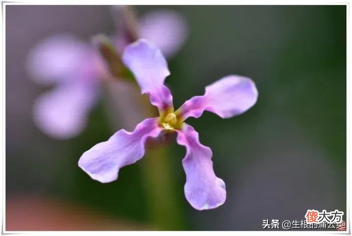 红花荠菜和白花荠菜 红花荠菜和白花荠菜图片