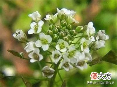 红花荠菜和白花荠菜 红花荠菜和白花荠菜图片