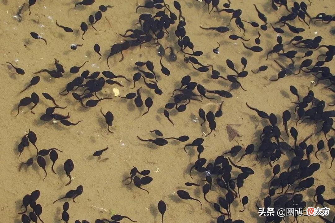 小蝌蚪长大后为什么会变成青蛙 蝌蚪长大了会变成青蛙吗