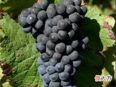 巴伐阿斯蒂巴贝拉红葡萄酒 智利巴罗仕红葡萄酒怎么样