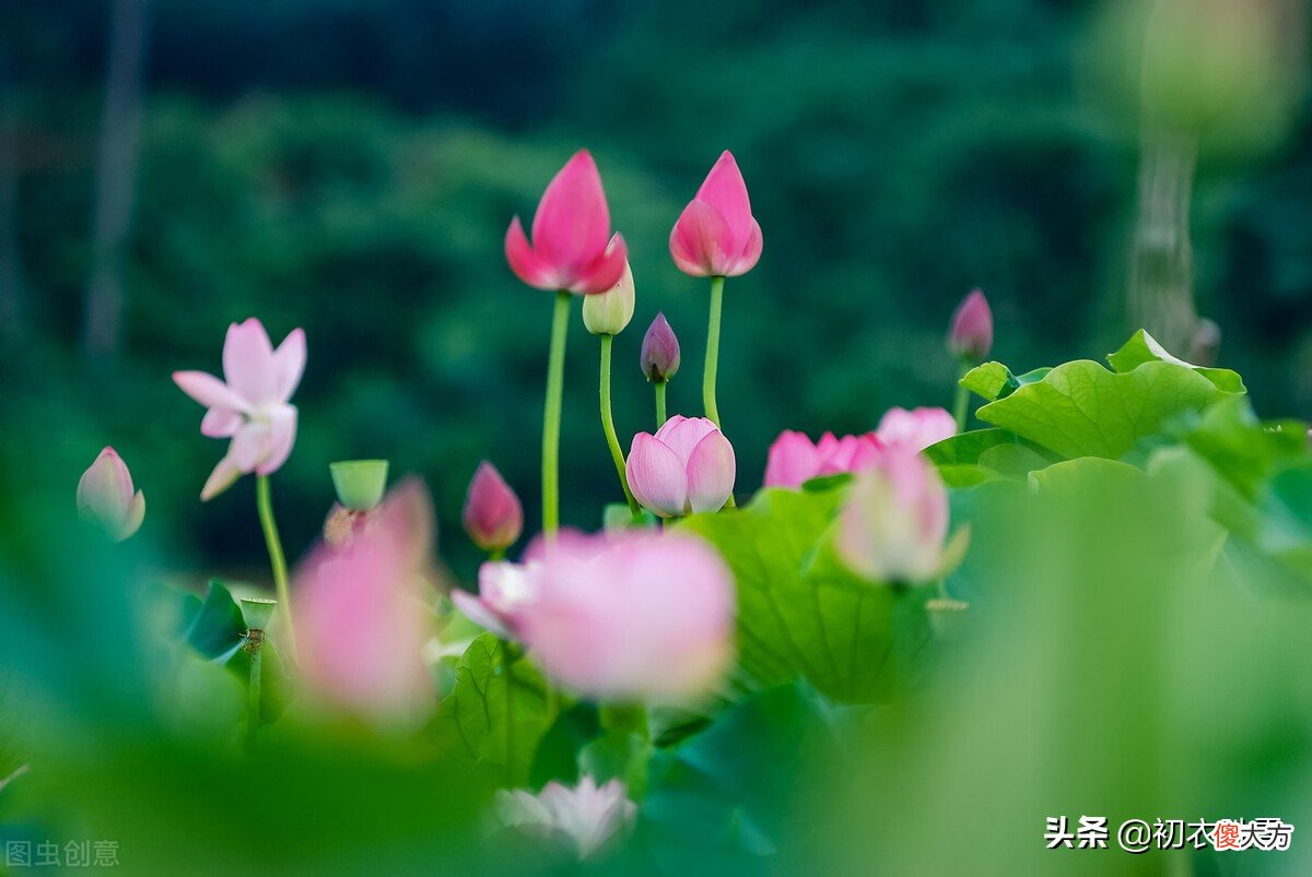 荷花生日是哪天 生日 荷花