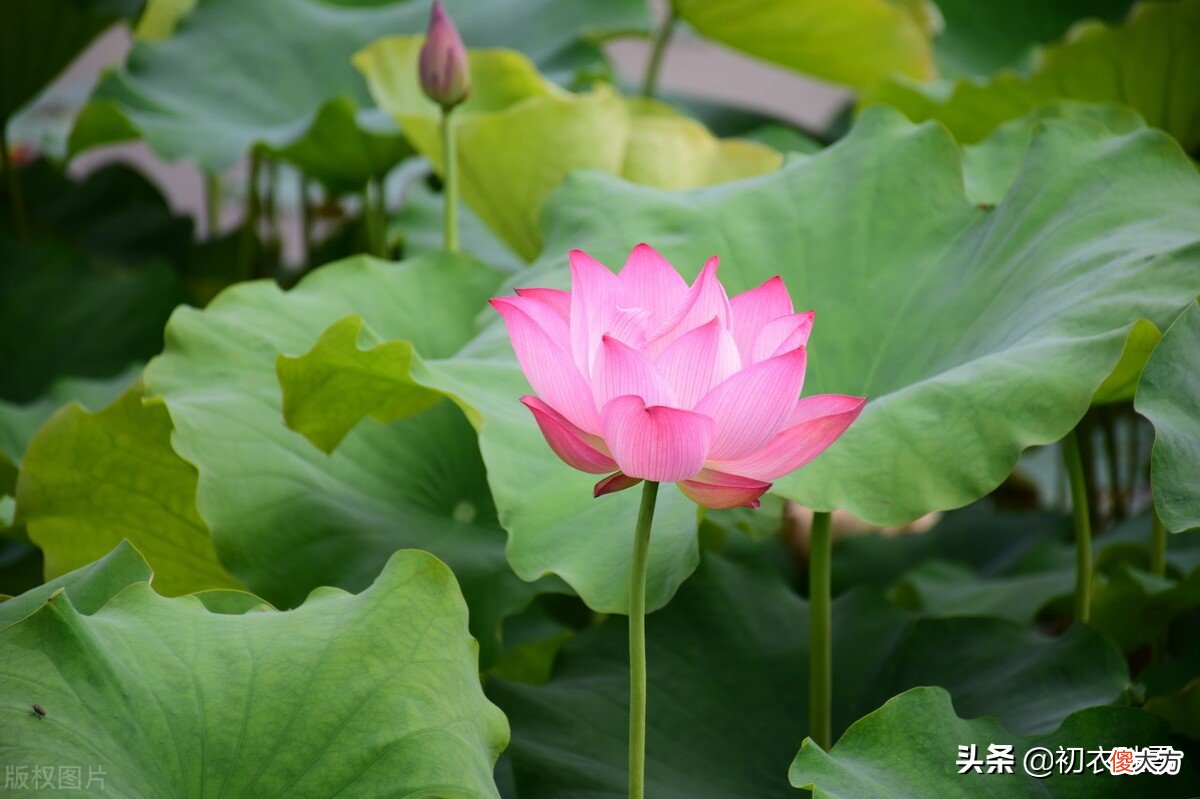 荷花生日是哪天 生日 荷花