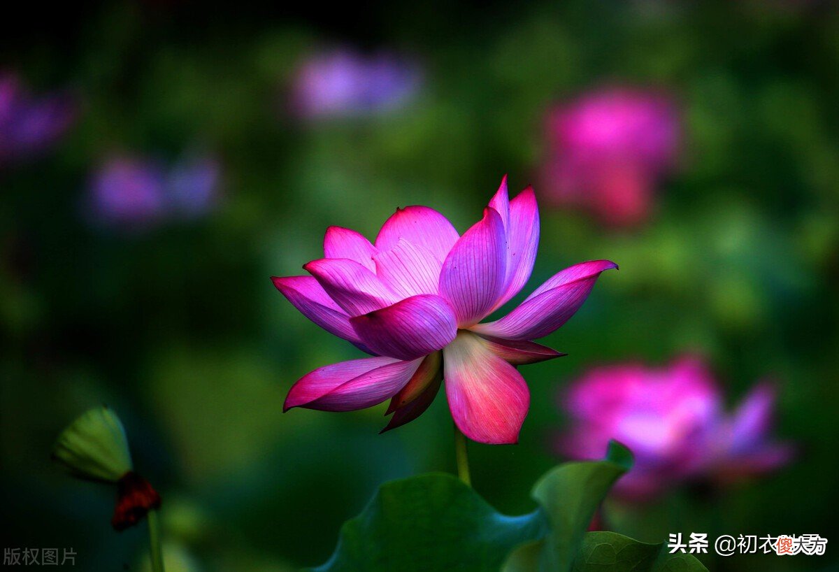荷花生日是哪天 生日 荷花