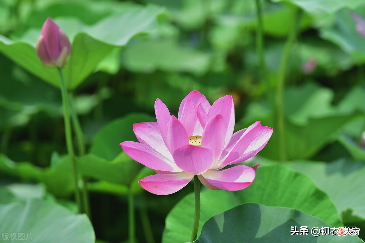 荷花生日是哪天 生日 荷花